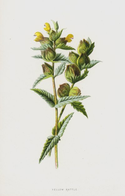 Rattella gialla da Frederick Edward Hulme