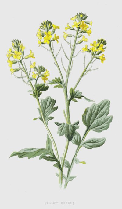 Rucola gialla da Frederick Edward Hulme