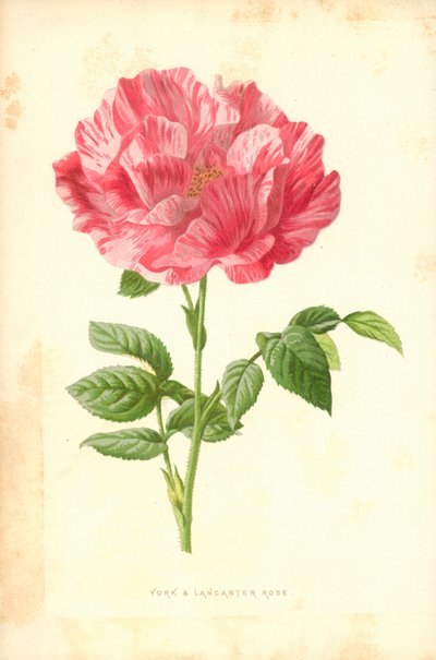 Rosa di York e Lancaster da Frederick Edward Hulme