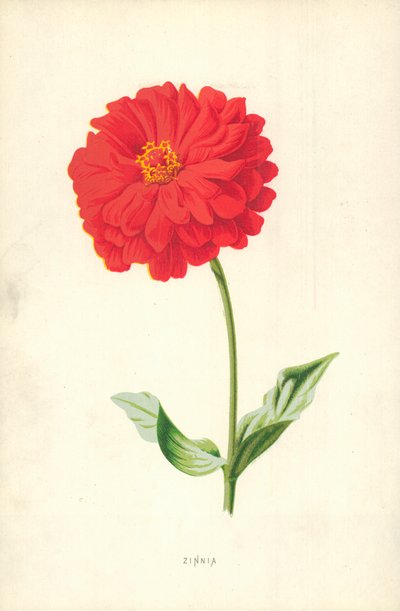 Zinnia da Frederick Edward Hulme