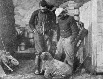 Cucciolo di tricheco, 1899 da Frederick George Jackson