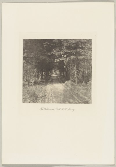 Bosco di abeti vicino a Leith Hill, Surrey da Frederick H. Evans