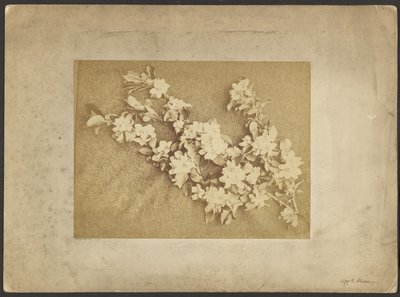 Fiori di melo da Frederick H. Hollyer