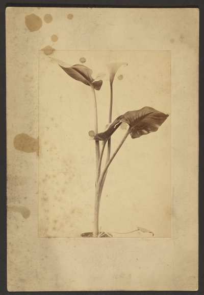 [Calla Lily] da Frederick H. Hollyer