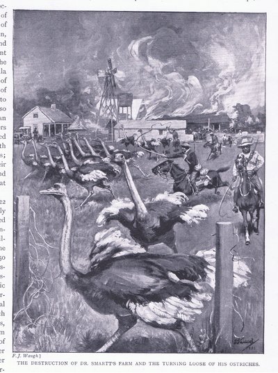 La distruzione della fattoria del Dr. Smart e la liberazione degli struzzi, da Dopo Pretoria: La guerra di guerriglia pubblicata da Harmsworth Bros Limited, 1901 da Frederick Judd Waugh