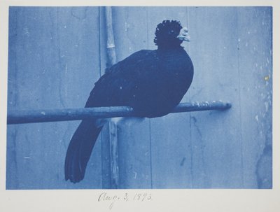 Grande Curassow, 3 agosto da Frederick K. Coulson