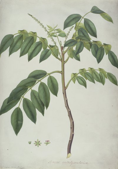 Brucea Antidysenterica, 1777 da Frederick Polydor Nodder