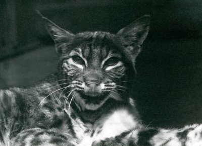 Un cucciolo di lince che si lecca le labbra, London Zoo, giugno 1925 da Frederick William Bond