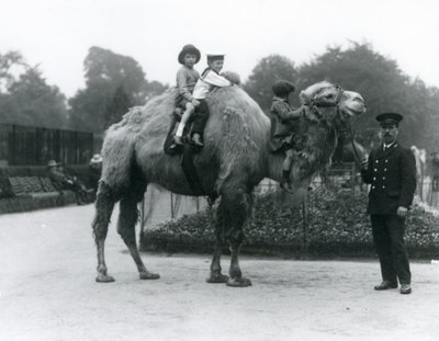 Un cammello battriano con il custode Harry Warwick al London Zoo, giugno 1924 da Frederick William Bond