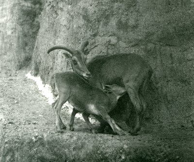 Una pecora berbera che allatta il suo agnello sulle terrazze Mappin, Zoo di Londra, agosto 1927 da Frederick William Bond