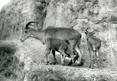 Una pecora berbera/Aoudad/Waddan/Arui/Arruis con i suoi due piccoli sulle Terrazze Mappin, Zoo di Londra, agosto 1927 da Frederick William Bond