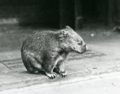 Un vombato dal naso nudo/comune/a pelo ruvido seduto a terra allo zoo di Londra nel 1929 (foto in b/n) da Frederick William Bond