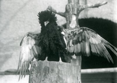 Aquila Bateleur su un ceppo d