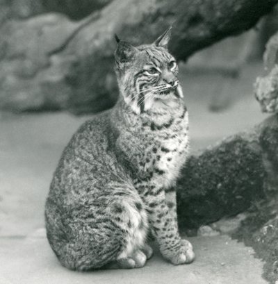 Un lince rossa o bobcat seduto allo Zoo di Londra, marzo 1927 da Frederick William Bond