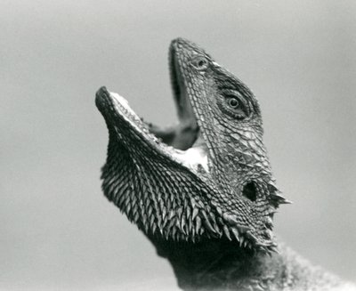 Un drago barbuto che guarda in alto e sbadiglia, Zoo di Londra, agosto 1928 da Frederick William Bond