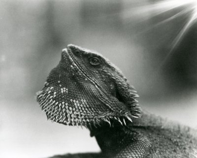 Una lucertola barbuta che guarda in alto allo Zoo di Londra nel 1930 da Frederick William Bond
