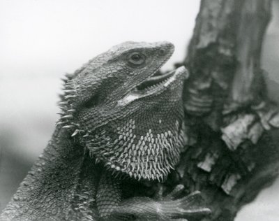 Un drago barbuto con la bocca aperta, aggrappato a un ramo, Zoo di Londra da Frederick William Bond