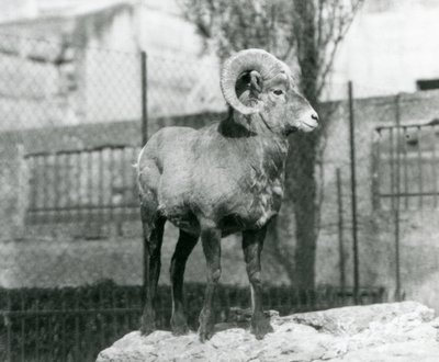 Un Ariete di pecora bighorn in piedi su una roccia che guarda oltre il suo recinto ai piedi delle Terrazze Mappin, Zoo di Londra. 1931 (foto b/n) da Frederick William Bond