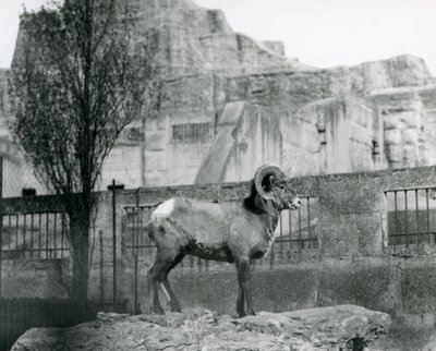 Un ariete di pecora bighorn in piedi su una roccia che guarda oltre il suo recinto ai piedi delle terrazze Mappin, Zoo di Londra. 1931 da Frederick William Bond