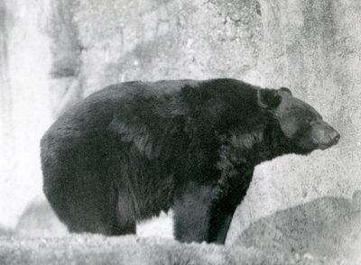 Un orso nero in piedi nel suo recinto, sulle Terrazze Mappin, allo Zoo di Londra nel 1924 da Frederick William Bond