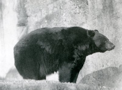 Un Orso Nero in piedi nel suo recinto, sulle Terrazze Mappin, allo Zoo di Londra nel 1924 da Frederick William Bond