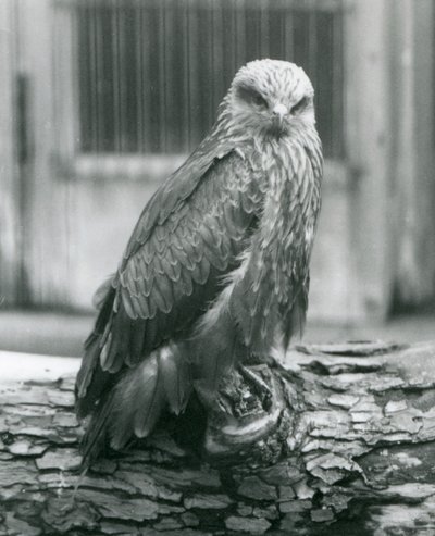 Un nibbio bruno che riposa su un tronco, Zoo di Londra, agosto 1926 da Frederick William Bond