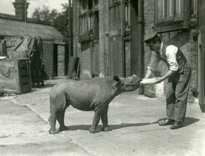 Un cucciolo di rinoceronte nero nutrito con il biberon dal suo custode, Zoo di Londra, settembre 1928 da Frederick William Bond