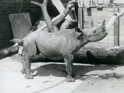 Un cucciolo di rinoceronte nero nutrito con il biberon dal suo custode, Zoo di Londra, settembre 1928 da Frederick William Bond