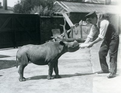 Un cucciolo di rinoceronte nero nutrito con il biberon dal suo custode, Zoo di Londra, settembre 1928 da Frederick William Bond
