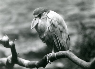 Un airone beccobarca su un ramo al London Zoo, giugno 1924 da Frederick William Bond