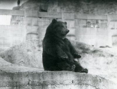Un orso bruno seduto nel suo recinto ai piedi delle Mappin Terraces allo zoo di Londra, settembre 1921 da Frederick William Bond