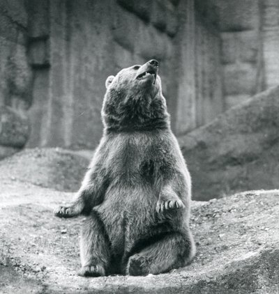 Un Orso Bruno seduto su una sporgenza rocciosa allo Zoo di Londra nel settembre 1927 da Frederick William Bond