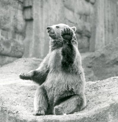Un orso bruno seduto su una sporgenza rocciosa, che saluta con una delle zampe anteriori, Zoo di Londra, settembre 1927 da Frederick William Bond