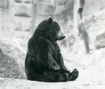 Un orso bruno seduto sulle rocce delle Mappin Terraces, zoo di Londra, giugno 1928 da Frederick William Bond