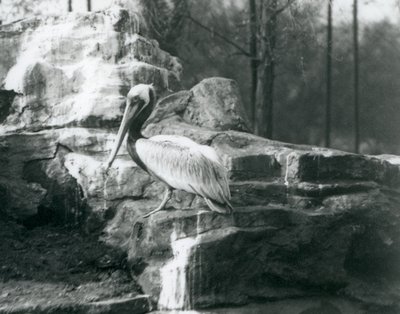 Un Pellicano Bruno in piedi sulle rocce allo Zoo di Londra, giugno 1927 da Frederick William Bond