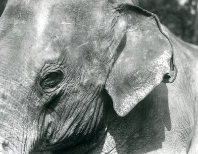 Un elefante birmano, Zoo di Londra, settembre 1926 da Frederick William Bond