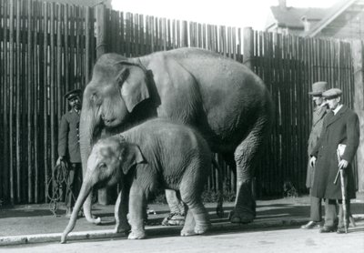Un elefante birmano e il suo cucciolo portati a passeggio dal loro custode, mentre due altri uomini osservano da Frederick William Bond