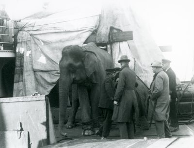 Un elefante birmano parzialmente riparato sotto un telone sul ponte, con un addestratore e altri quattro uomini, in viaggio verso lo Zoo di Londra nel 1927 (foto in b/n) da Frederick William Bond