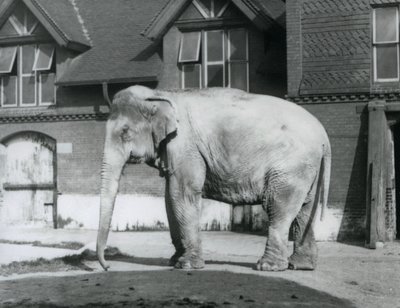 Un elefante birmano fuori dalla Casa degli Elefanti, Zoo di Londra da Frederick William Bond
