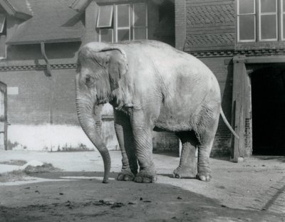 Un elefante birmano davanti alla Casa degli Elefanti allo Zoo di Londra nel 1929 da Frederick William Bond