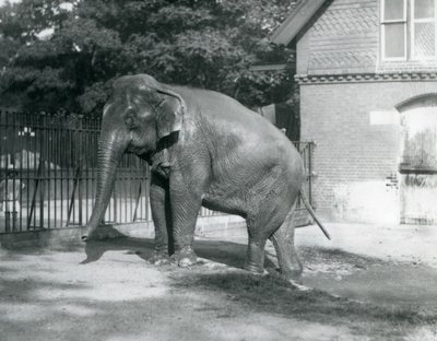 Un Elefante birmano che esce da una piscina nel suo recinto, Zoo di Londra da Frederick William Bond