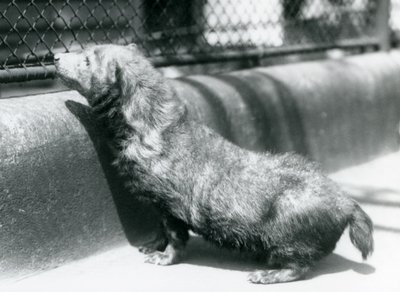 Un cane della boscaglia allo Zoo di Londra, giugno 1925 da Frederick William Bond