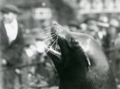 Un leone marino della California allo Zoo di Londra, ottobre 1924 da Frederick William Bond