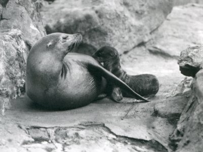 Un leone marino della California che allatta il suo cucciolo di un