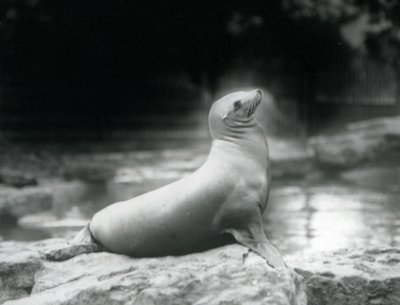 Un leone marino della California seduto su una roccia accanto alla sua piscina, Zoo di Londra, settembre 1925 da Frederick William Bond