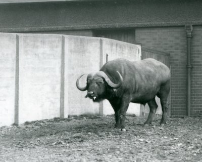 Un bufalo del Capo/Africano in piedi sulla terra nuda, accanto al muro di cemento del suo recinto allo Zoo di Londra nel 1928 da Frederick William Bond