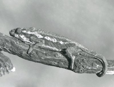 Un camaleonte nano del Capo che si aggrappa a un ramo, Zoo di Londra, 1927 da Frederick William Bond