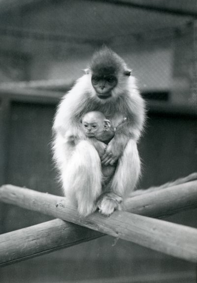 Un Langur con Cappuccio che tiene un Cucciolo mentre è seduto su una Trave. Zoo di Londra, 6 ottobre 1913 da Frederick William Bond