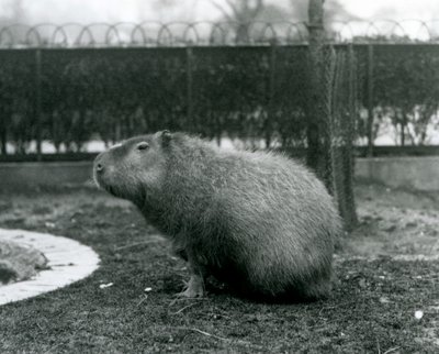 Un capibara seduto nel suo recinto allo Zoo di Londra nell