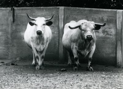 Un toro e una mucca Chartley allo Zoo di Londra, luglio 1924 da Frederick William Bond